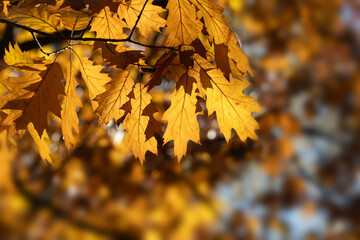 Golden Autumn Leaves On Branches Create Warm Sunrise Colors In Fall Forest