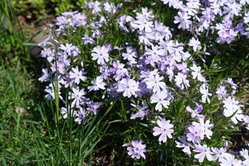 Obraz premium Pastel violet flowers of phlox subulata in mid May