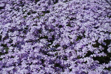 Obraz premium Profusion of violet flowers of phlox subulata in mid May