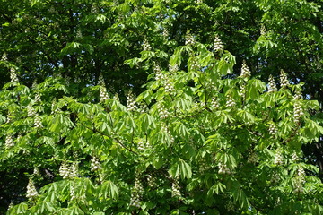 A lot of flowers in the leafage of horse chestnut tree in mid May