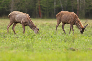 Jelenie pasące się na polanie wiosną © KoLesfot