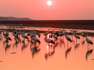 A flock of Oriental white storks frolic on the lake surface under the setting sun.