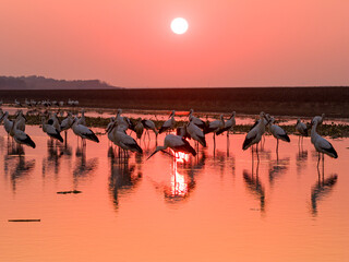 A flock of Oriental white storks frolic on the lake surface under the setting sun.