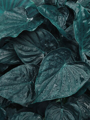 green leaf background in dark tones for graphic design.