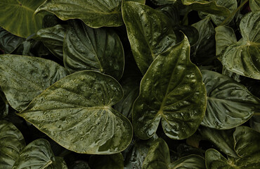 green leaf background in dark tones for graphic design.