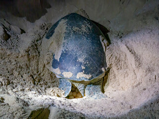 A green sea turtle (Chelonia mydas) laying eggs in the Ras Al-Jinz turtle sanctuary in Oman.