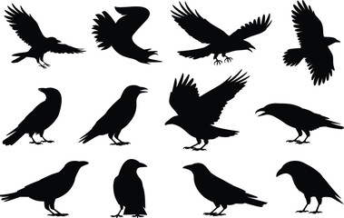 Fototapeta premium Collection of black raven silhouettes in various flying and perched poses isolated on dark background for gothic and halloween designs,