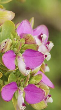 Vertical Close-Up of Vibrant Purple Myrtle Leaf Milkwort Flowers