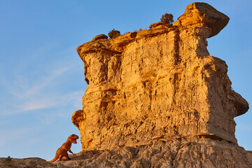 Funny scene badlands in Los Monegros. Tozal Colasico. Huesca. Spain © h368k742