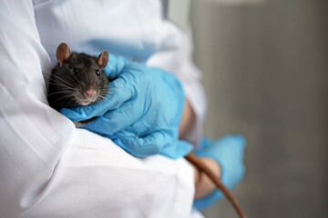 veterinary clinic. Black rat held in gloved hand of a person wearing a white lab coat, showcasing a close-up view of the animal's features and the sterile environment of a laboratory setting
