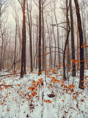 forest covered with snow