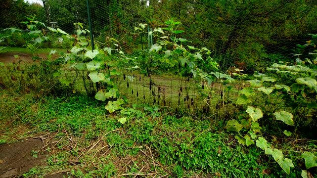 Yellowing or withering cucumber plants tangled to garden fence and moving camera closer toward last of its fruit hanging from vine