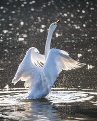 白鳥の群れが飛び立つ冬の朝 © Hiroki Kobayashi