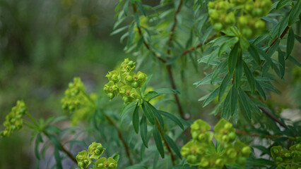 Closeup view of vibrant euphorbia characias with green clusters in outdoor mallorca setting showcasing mediterranean nature's lush foliage