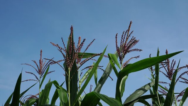 corn tassels blowing in the wind
