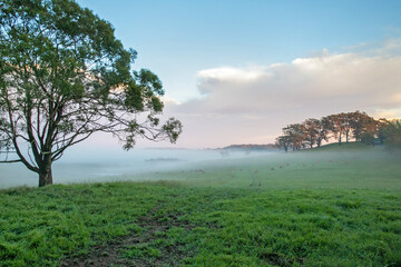 Obraz premium A peaceful rural landscape with cows grazing on a green hillside, tall grass in the foreground, misty trees and rolling hills in the distance, under a clear blue sky at dawn light