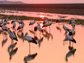 A flock of Oriental white storks frolic on the lake surface under the setting sun.