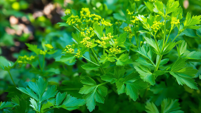 lovage. Fresh lovage plant with celery-like leaves and yellow flowers in a garden bed. gardening catalogs, home-decor guides, designed for home decor and floral branding, used by media buyers.