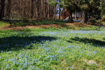 北海道富良野市、早春の森を優しく彩るエゾエンゴサク【4月】