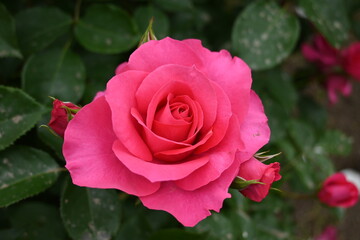 様々な薔薇の花たち