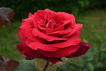 様々な薔薇の花たち