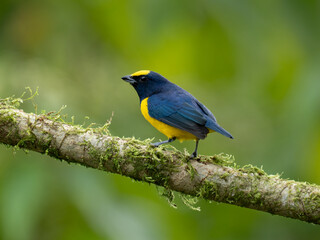 Obraz premium Gelbscheitelorganist (Euphonia luteicapilla