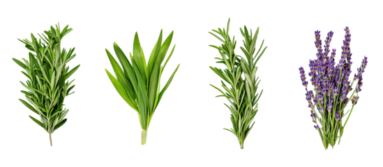 Lemongrass, rosemary, lavender, and sage plants grouped together fresh aromatic herbs on transparent background