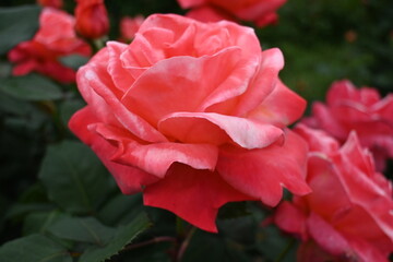 様々な薔薇の花たち