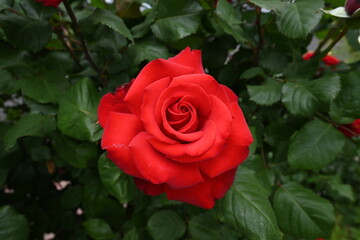 様々な薔薇の花たち