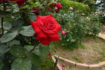 様々な薔薇の花たち