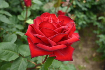 様々な薔薇の花たち