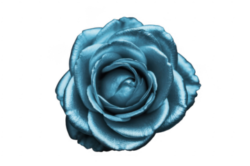 Blue rose flower floral isolated isolated on a transparent background