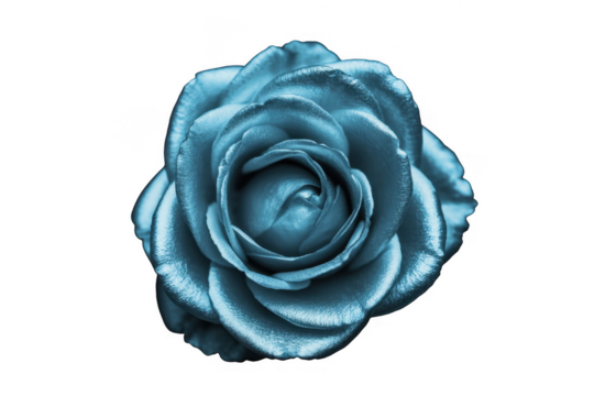 Blue rose flower floral isolated isolated on a transparent background - Powered by Adobe