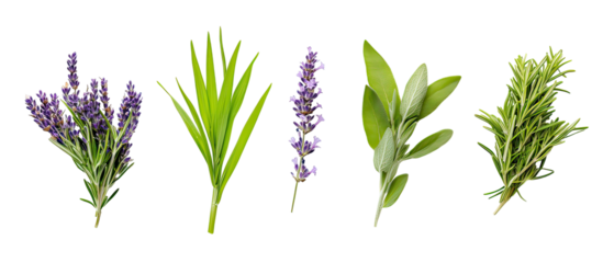 Lemongrass, rosemary, lavender, and sage plants arranged together fresh aromatic herbs on transparent background
