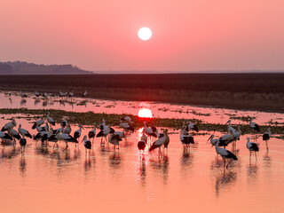 A flock of Oriental white storks frolic on the lake surface under the setting sun.