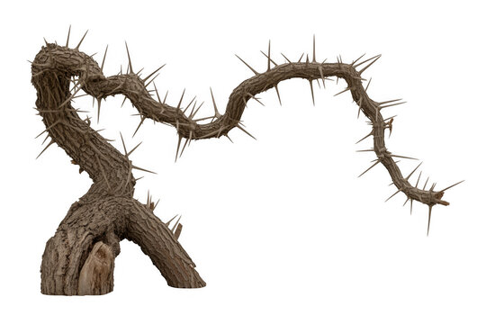 Thorny branch with spikes thorns plant brown isolated on a transparent background