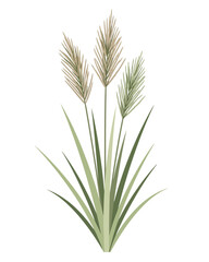 Fototapeta premium A simple, elegant illustration of a tall, feathery grass plant with long green leaves, perfect for nature-themed designs and outdoor imagery