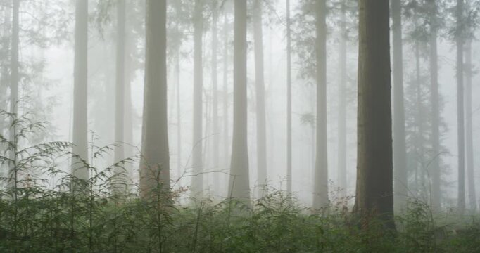Pan shot of a foggy autumn forest scene. Wide angle view, thick fog, real time video, moody atmosphere, no people