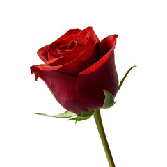 Single red rose flower, isolated on transparent background