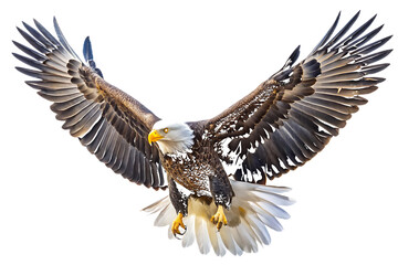 Fototapeta premium American Bald Eagle in Flight on White Background isolated on a transparent background bird flying wings spread