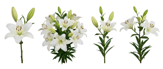 White Lily Flowers Collection - Isolated on White Background