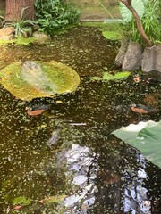 African Pygmy Geese (Nettapus auritus) Swimming in Pond with Duckweed; African pygmy geese (Nettapus auritus) swimming in a shallow pond surrounded by duckweed, aquatic plants, and natural reflections