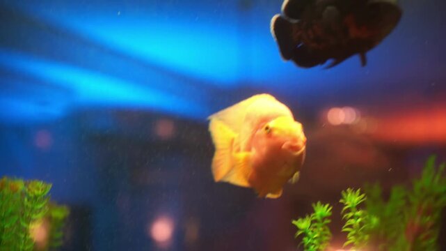 Aquarium Fish Yellow Parrot Cichlid