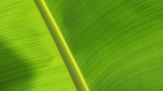 green banana leaf texture