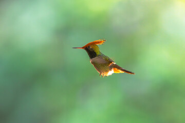 Obraz premium The rufous-crested coquette (Lophornis delattrei) is a species of hummingbird native to the tropical slopes of pacific South America.