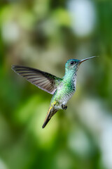 Obraz premium The image shows a hummingbird emerald sapphire (Chionomesa lactea).