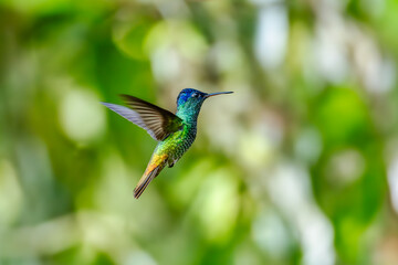Fototapeta premium Sparkling violetear (Colibri coruscans) Ecuador