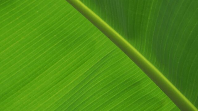 Banana Leaf Vein Pattern