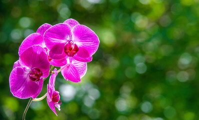 Naklejka premium Purple Orchid branch on green natural background