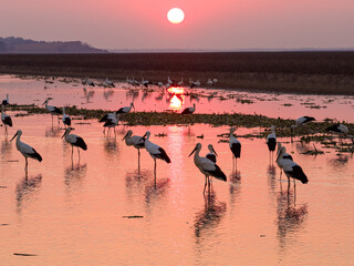 A flock of Oriental white storks frolic on the lake surface under the setting sun.